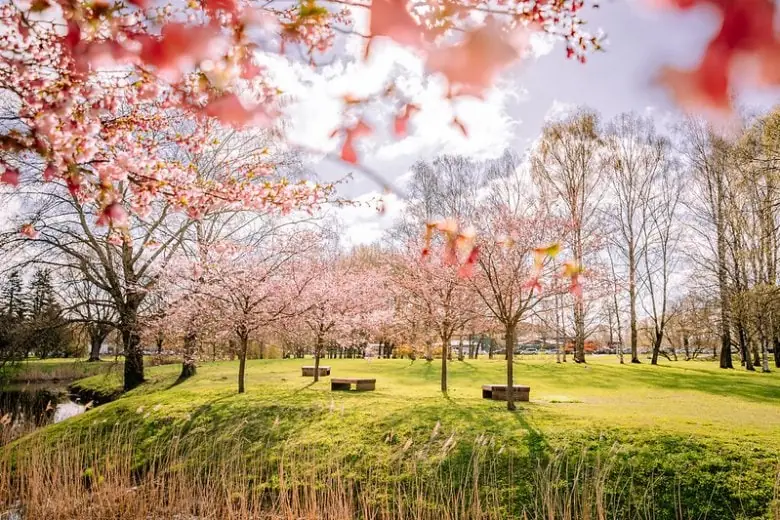 Frühlingsreiseführer für Riga - Tauche ein in die Sakura-Blütenpracht