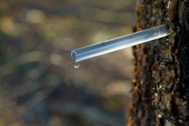 Birch Tree Juice » LiveRiga