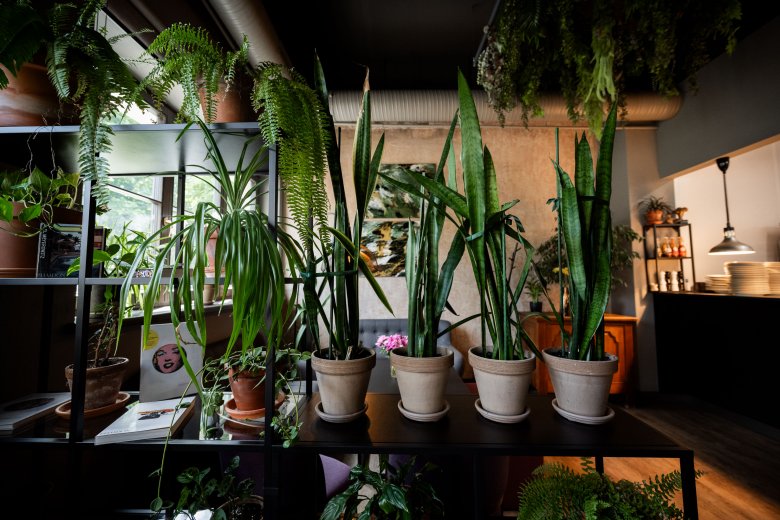 Vegan guide to Riga  - GRĀPIS