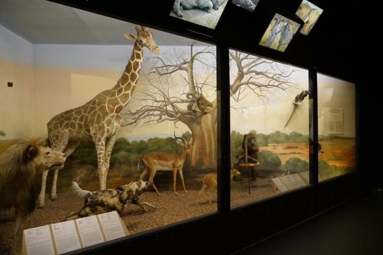For kids and families - Latvian museum of Natural history