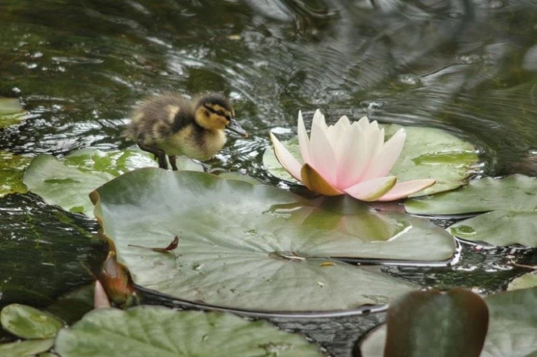 Für Familien und Kinder - Botanischer Garten der Universität Lettland