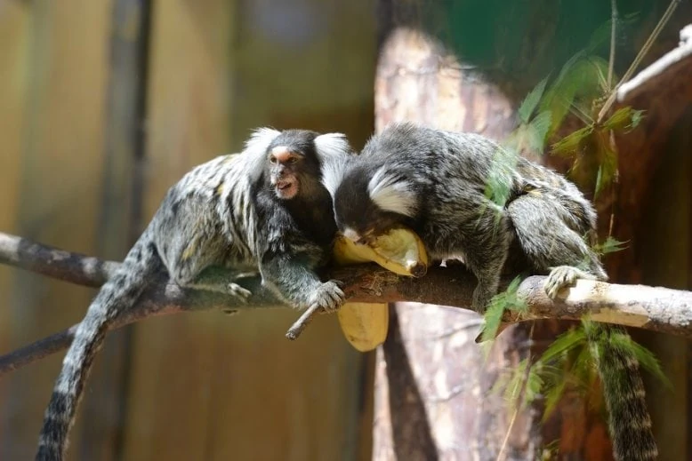 Monkeys in Riga Zoo, visiting which is one of many fun activities to do in Riga with kids