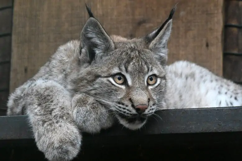 Čiekurkalns & Mežaparks - Riga Zoo 