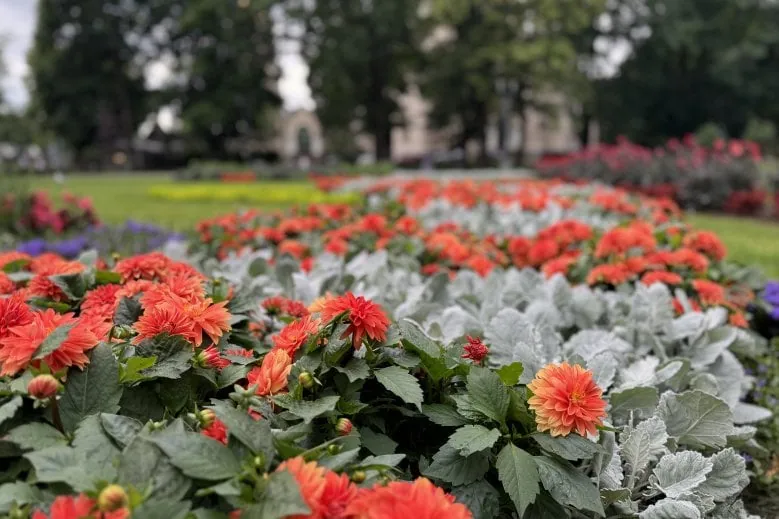 Rīgas dārzu un parku puķu dobes - Dziesmu un deju svētku dobe Esplanādē (Brīvības bulvāra un Elizabetes ielas stūrī)