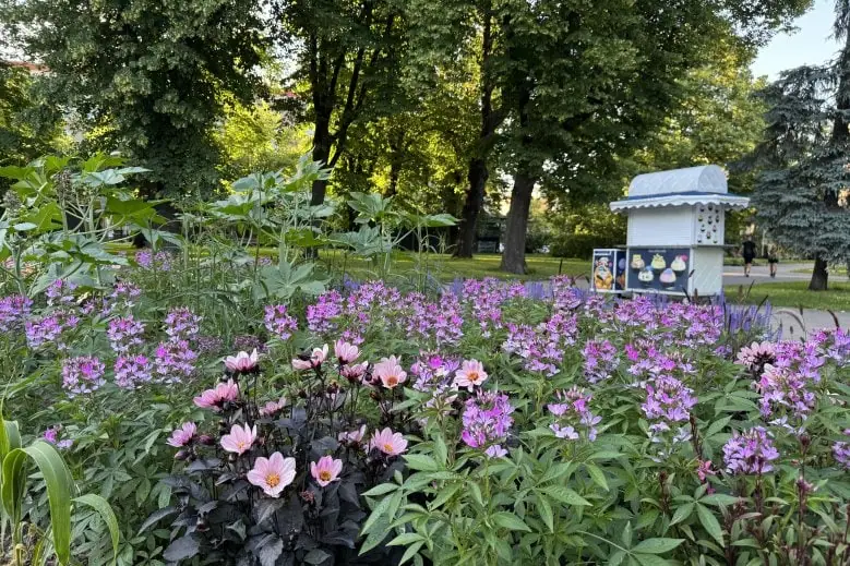 Rīgas dārzu un parku puķu dobes - Jauno mākslinieku dobe Vērmanes dārzā