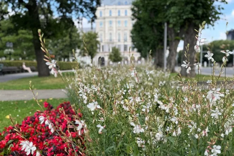 Rīgas dārzu un parku puķu dobes - Kormūzikas dobe pie Brīvības pieminekļa