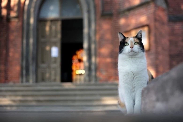 Charity concert "Raise Your Eyes!" - Charity concert "Raise Your Eyes!"