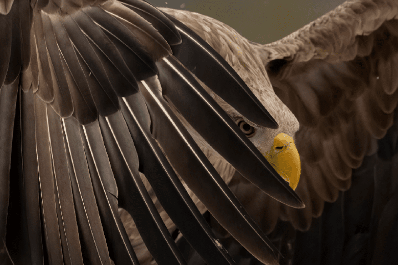 Photo exhibition "My Bird 2023" - Photo exhibition "My Bird 2023"