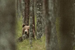 Fotoizstāde "Lācis - mūsu kaimiņš"