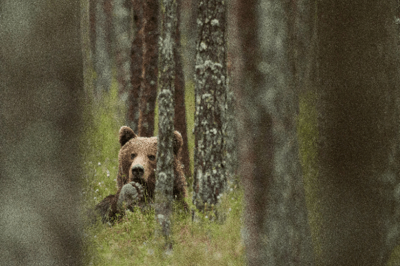 Photo exhibition "Bear - our neighbor" - Photo exhibition "Bear - our neighbor"