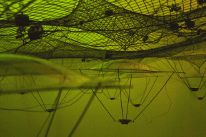 Rihards Vītols' solo exhibition "Ecotopia"