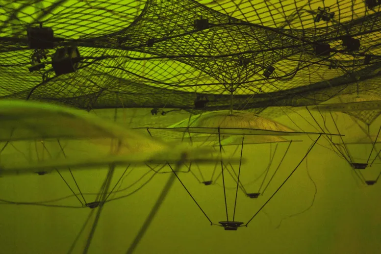 Rihards Vītols' solo exhibition "Ecotopia" - Rihards Vītols' solo exhibition "Ecotopia"