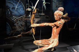 Izstāde "BODIES Evolution" 