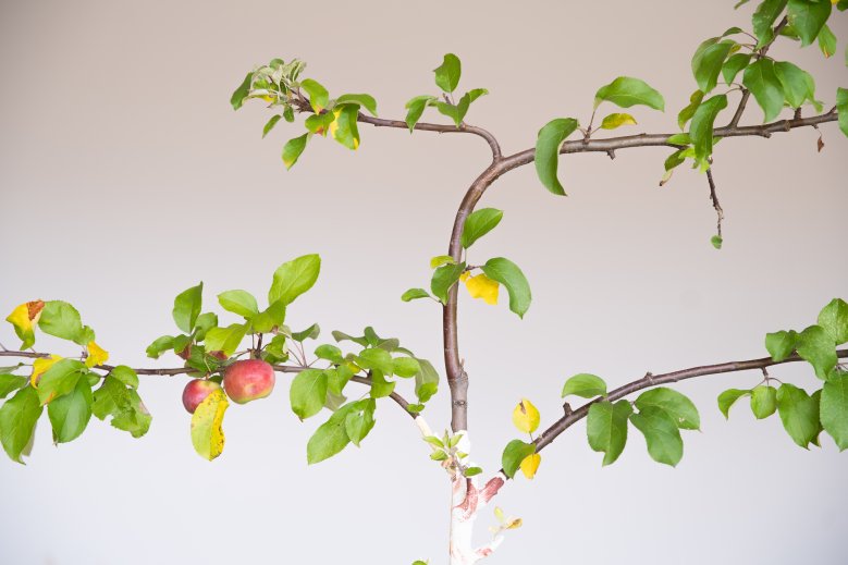 Elīna Vītola
Apple of my Eye, 2024, tree object
