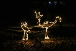 Ziemas naktis Rīgas zoodārzā