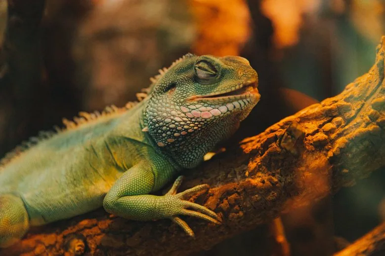 Tropical Month at Riga Zoo - Tropical Month at Riga Zoo