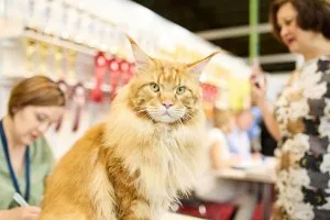 Starptautiskā šķirnes suņu un kaķu izstāde "Latvijas uzvarētājs"