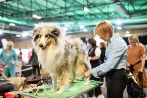 Starptautiskā šķirnes suņu un kaķu izstāde "Latvijas uzvarētājs"