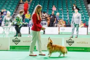International Dog and Cat Show Latvian Winner