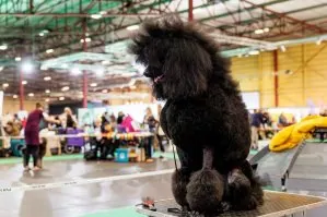 Starptautiskā mājdzīvnieku un zooindustrijas izstāde "ZooExpo 2026"
