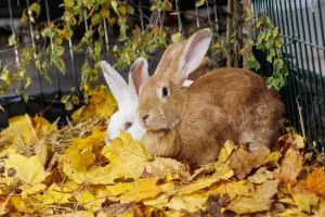 Starptautiskā mājdzīvnieku un zooindustrijas izstāde "ZooExpo 2025"