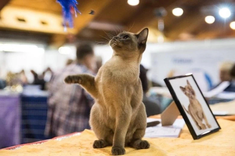 Internationale Messe der Heimtier- und Zooindustrie "ZooExpo 2025" - Internationale Messe der Heimtier- und Zooindustrie "ZooExpo 2025"