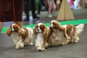 International Pet and Zoo-industry Show ZooExpo 2023