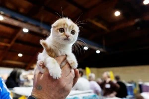 Starptautiskā mājdzīvnieku un zooindustrijas izstāde "PetExpo 2026"