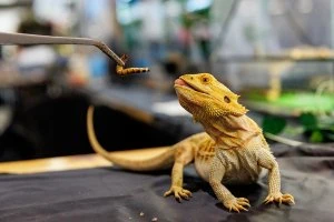 Starptautiskā mājdzīvnieku un zooindustrijas izstāde "PetExpo 2026"