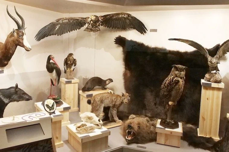 Lettisches Nationalmuseum für Naturkunde - Lettisches Nationalmuseum für Naturkunde
