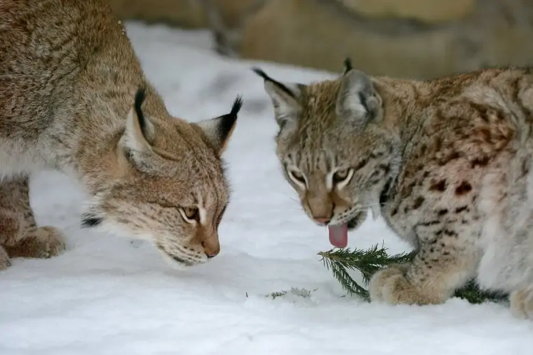Winter im Rigaer Zoo - Winter im Rigaer Zoo