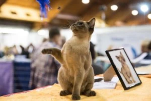 International Pet Industry Fair PetExpo 2024